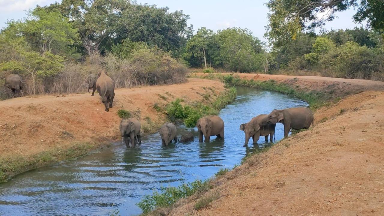 Hotel Udawalawa Safari House à Uda Walawe Extérieur photo